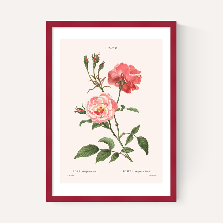 Rosa Semperflorens