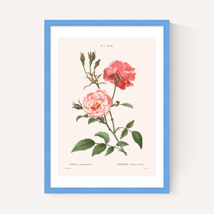 Rosa Semperflorens