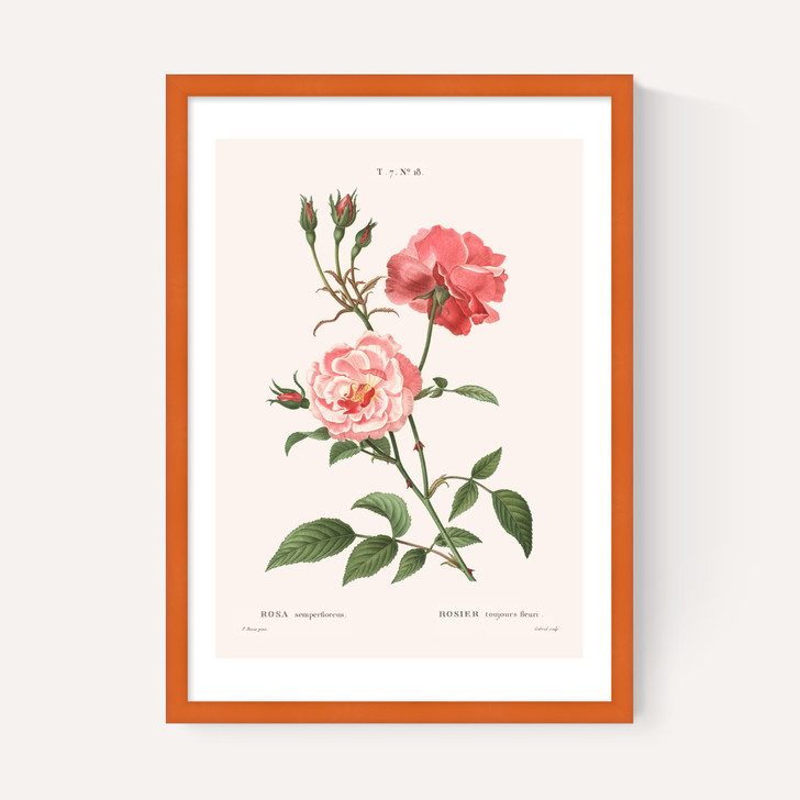 Rosa Semperflorens