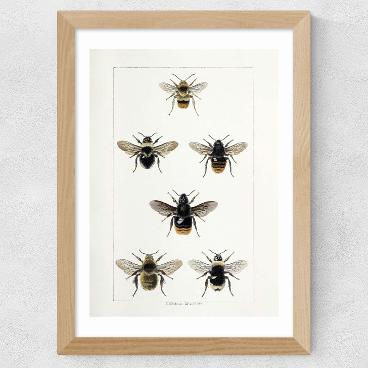 British Bee Wide Oak Frame British Bee Wide Oak Frame