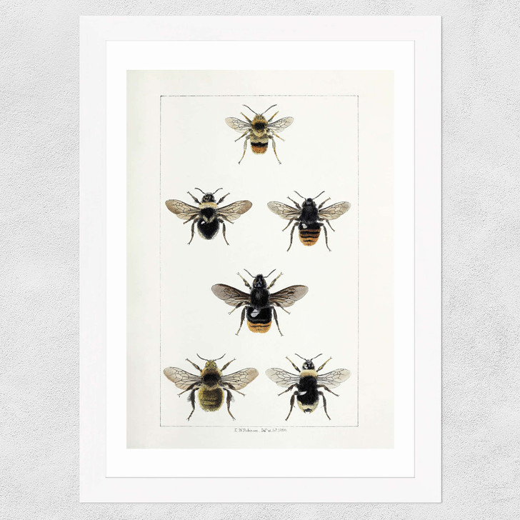 British Bee Wide White Frame British Bee Wide White Frame