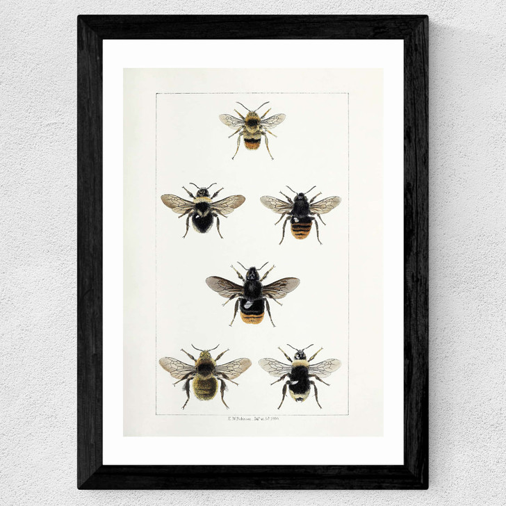 British Bee Wide Black Frame