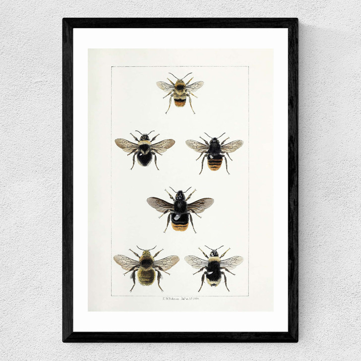British Bee