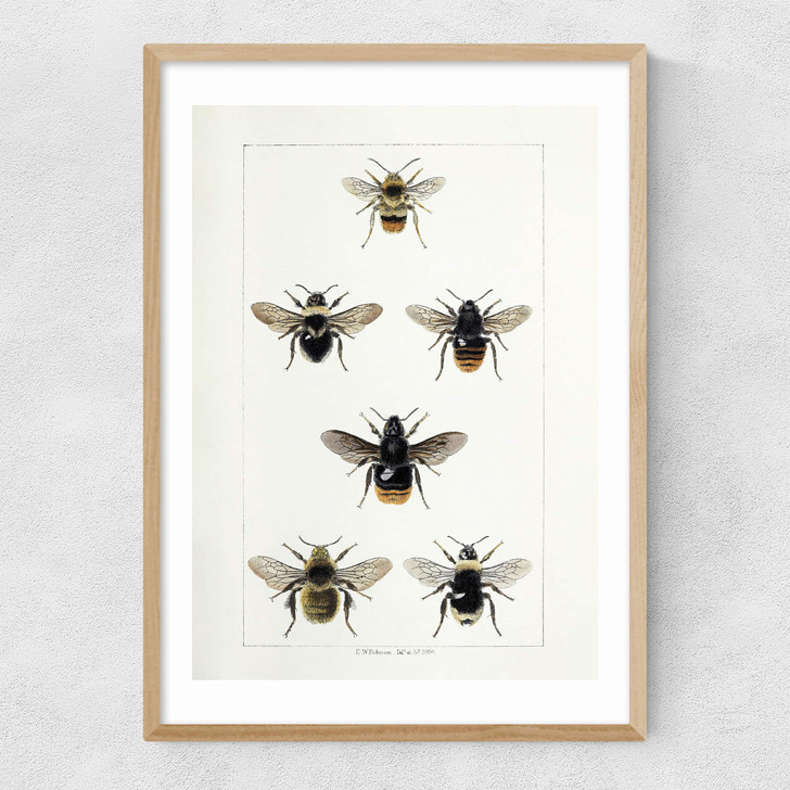 British Bee