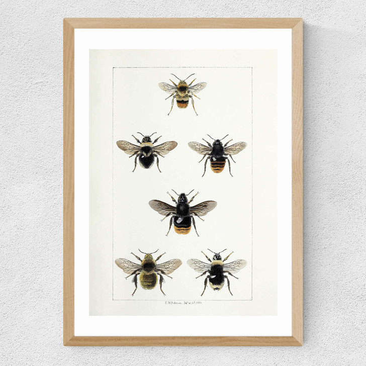 British Bee
