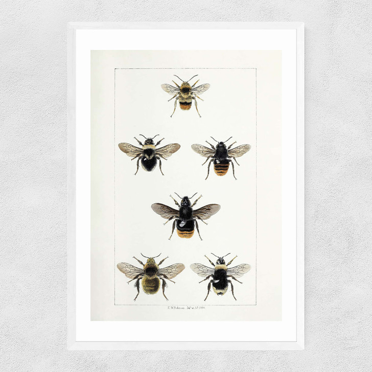 British Bee Narrow White Frame
