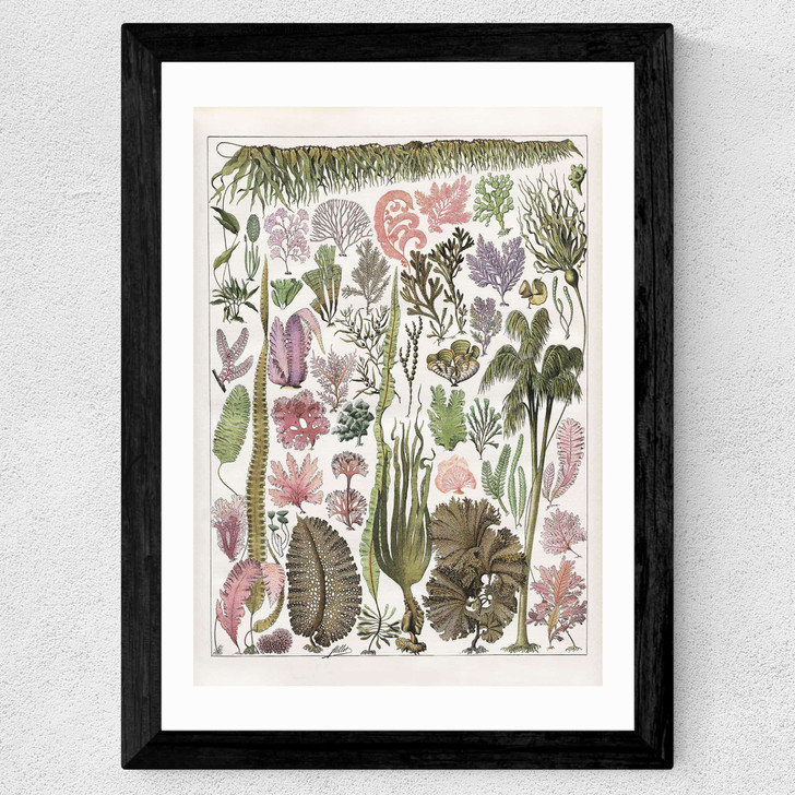 Seaweed - Pink Wide Black Frame