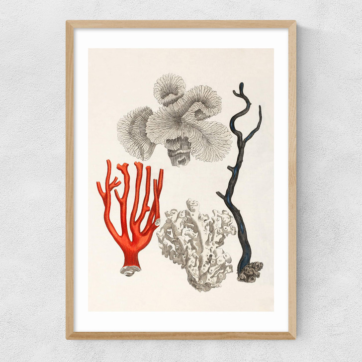 Coral by Capricorn Press Narrow Oak Frame
