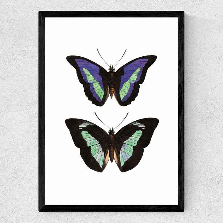 Butterfly Purple Medium Black Frame Butterfly Purple Medium Black Frame