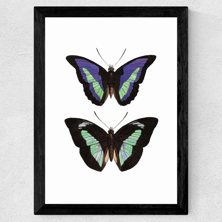 Butterfly Purple Wide Black Frame Butterfly Purple Wide Black Frame