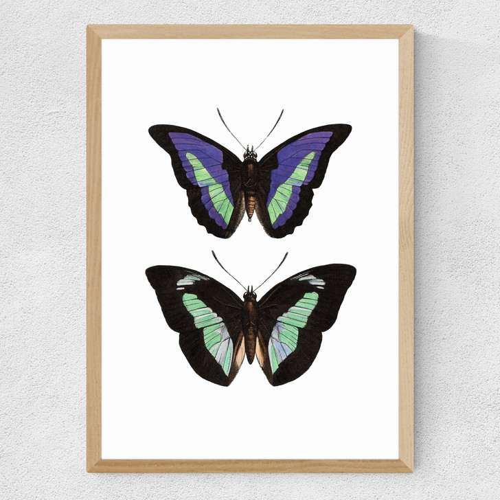 Butterfly Purple Medium Oak Frame Butterfly Purple Medium Oak Frame