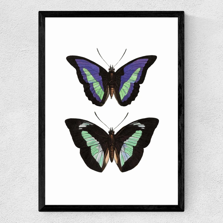 Butterfly Purple