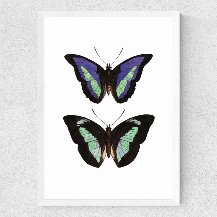Butterfly Purple