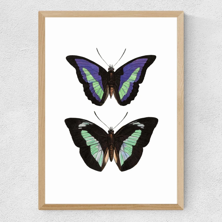 Butterfly Purple
