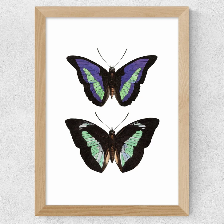 Butterfly Purple