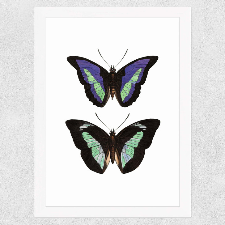 Butterfly Purple Wide White Frame