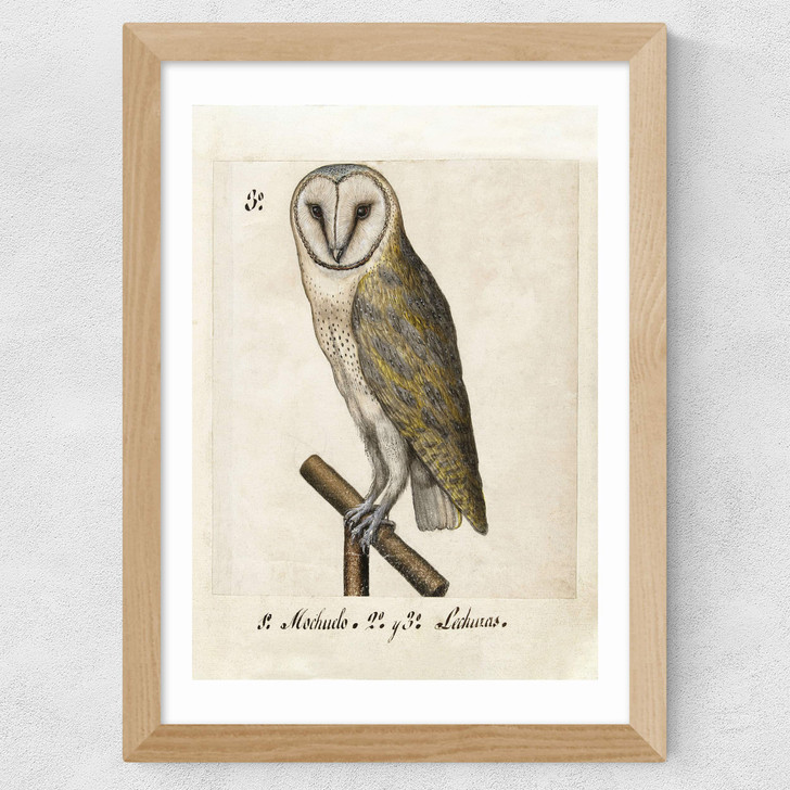 Owl Medieval Wide Oak Frame Owl Medieval Wide Oak Frame