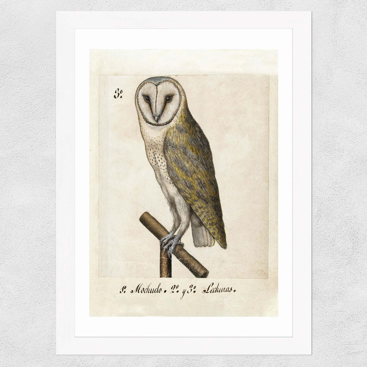 Owl Medieval Wide White Frame Owl Medieval Wide White Frame