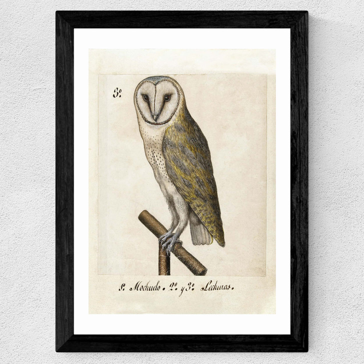 Owl Medieval Wide Black Frame