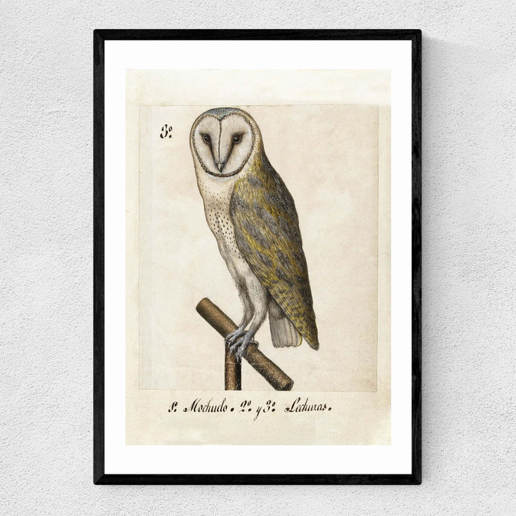 Owl Medieval Narrow Black Frame