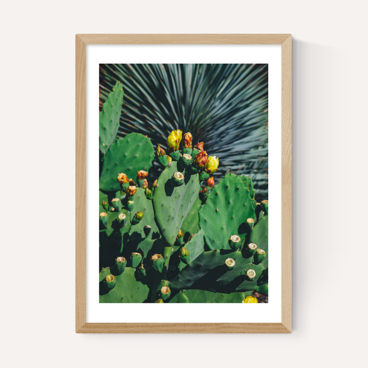 Wild Blooms