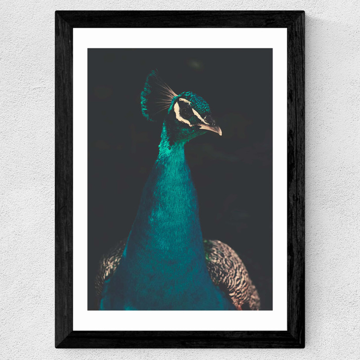 Peacock and Proud Wide Black Frame