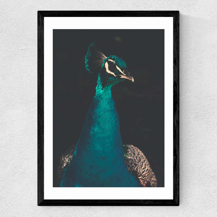 Peacock and Proud Medium Black Frame
