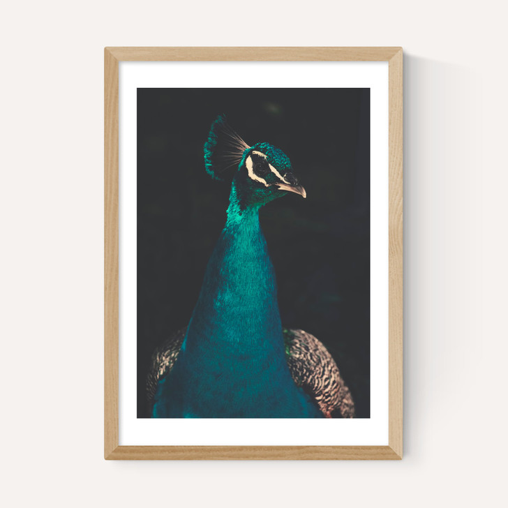 Peacock and Proud