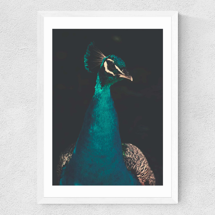 Peacock and Proud Medium White Frame
