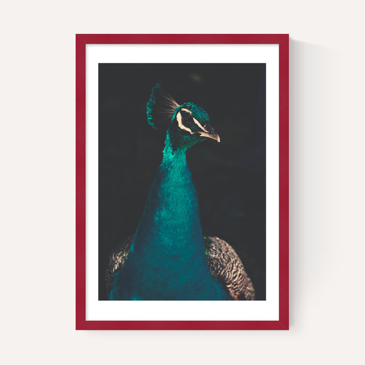 Peacock and Proud