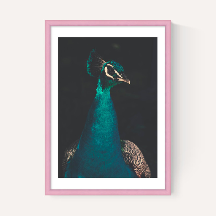 Peacock and Proud