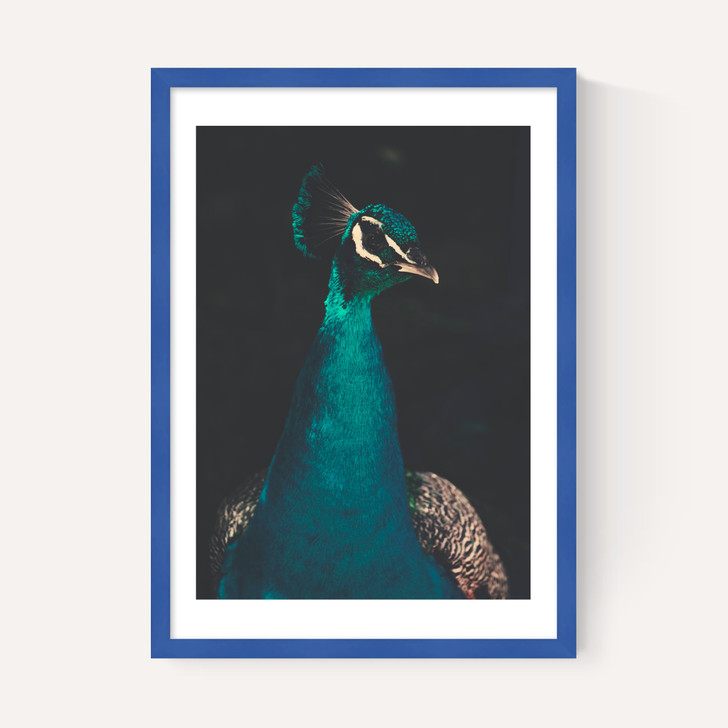 Peacock and Proud