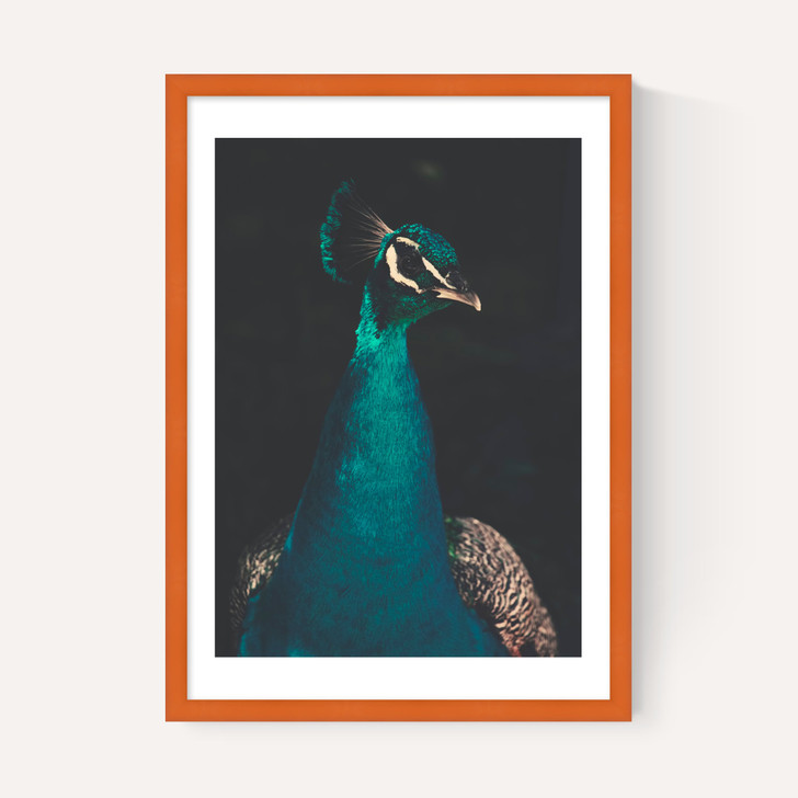 Peacock and Proud