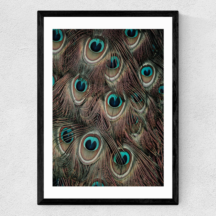 Peacock Feathers