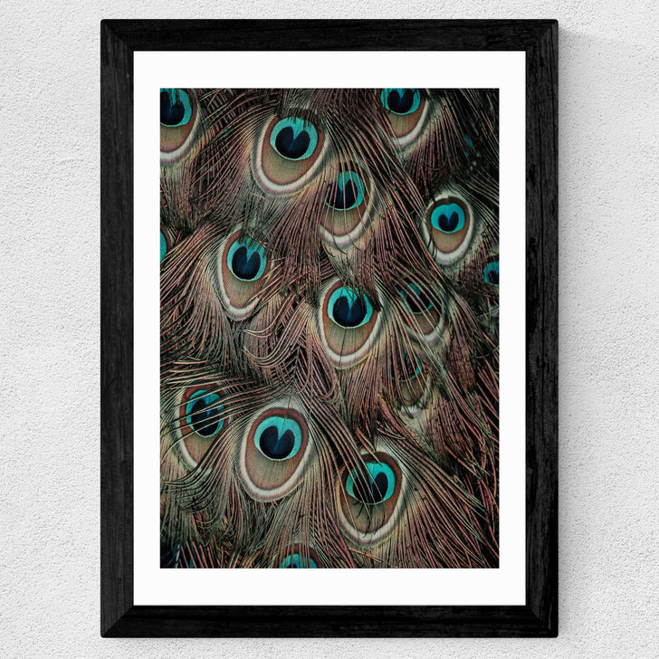 Peacock Feathers Wide Black Frame