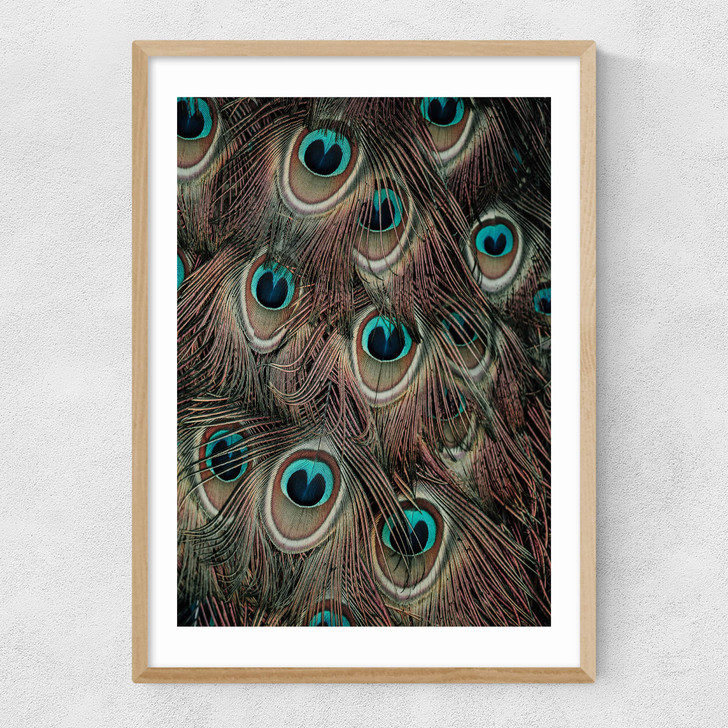 Peacock Feathers Narrow Oak Frame