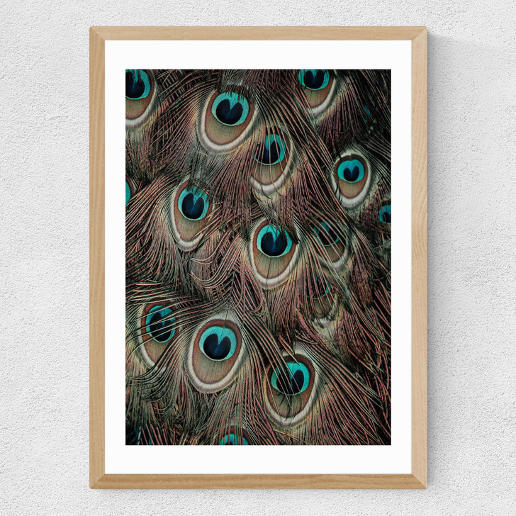 Peacock Feathers Medium Oak Frame