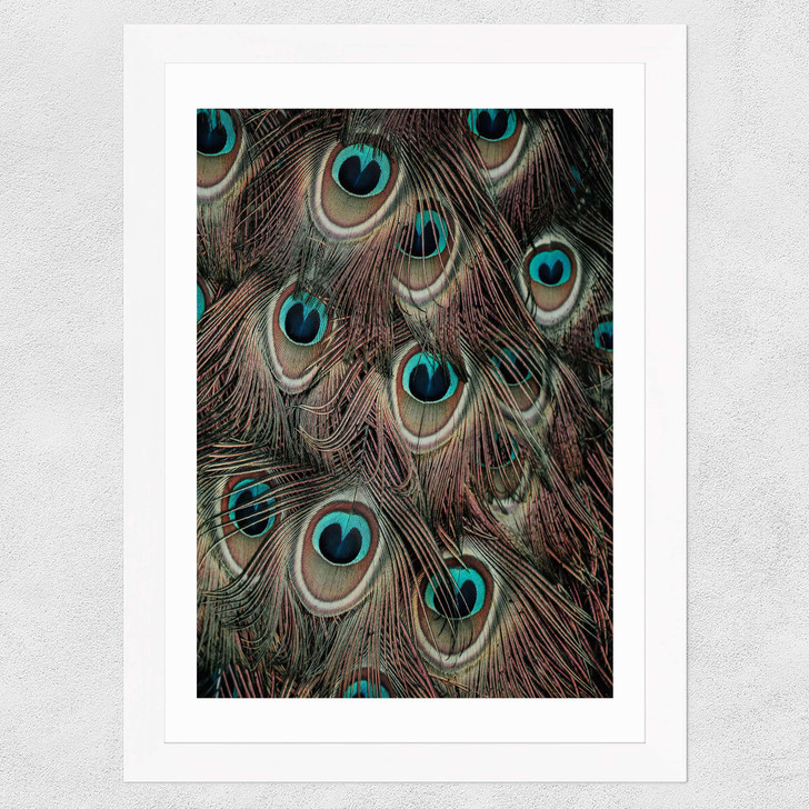 Peacock Feathers Wide White Frame