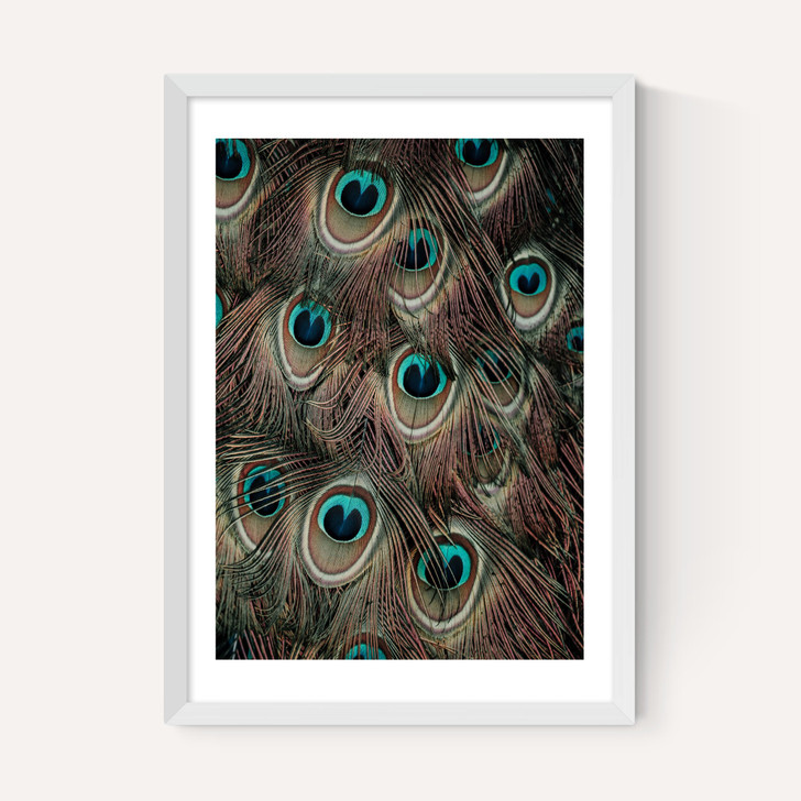 Peacock Feathers