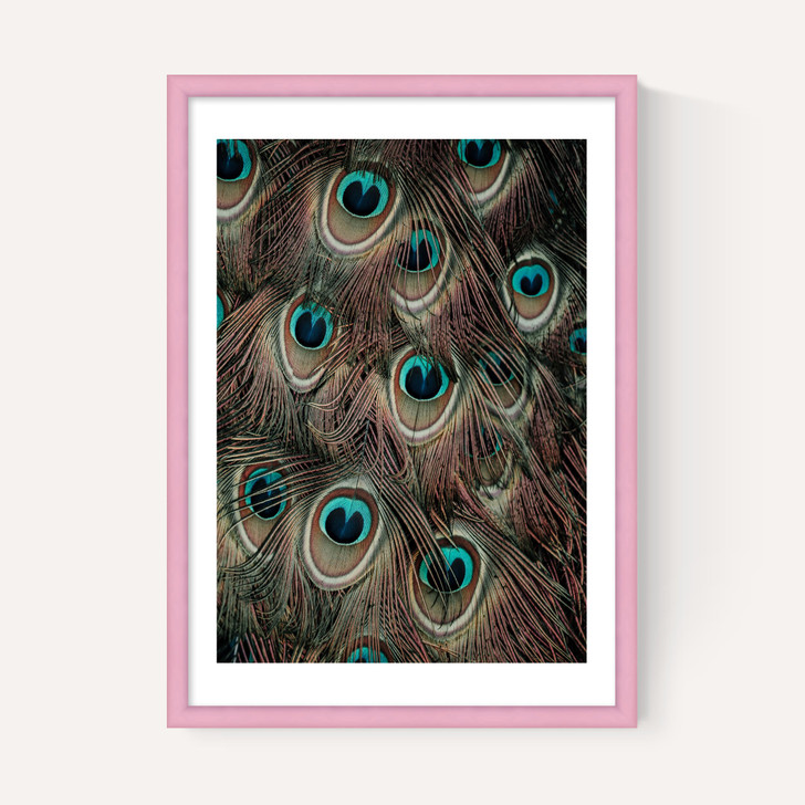 Peacock Feathers