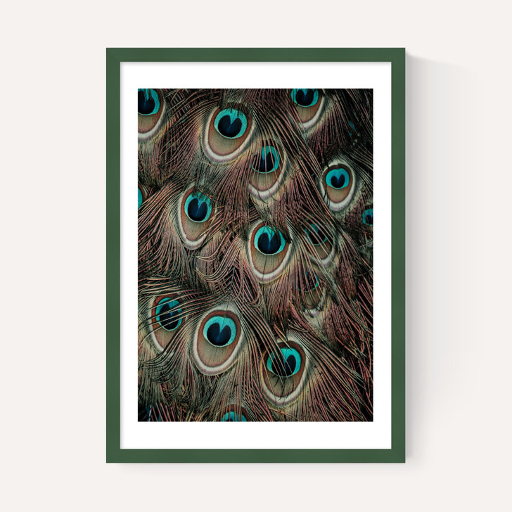 Peacock Feathers