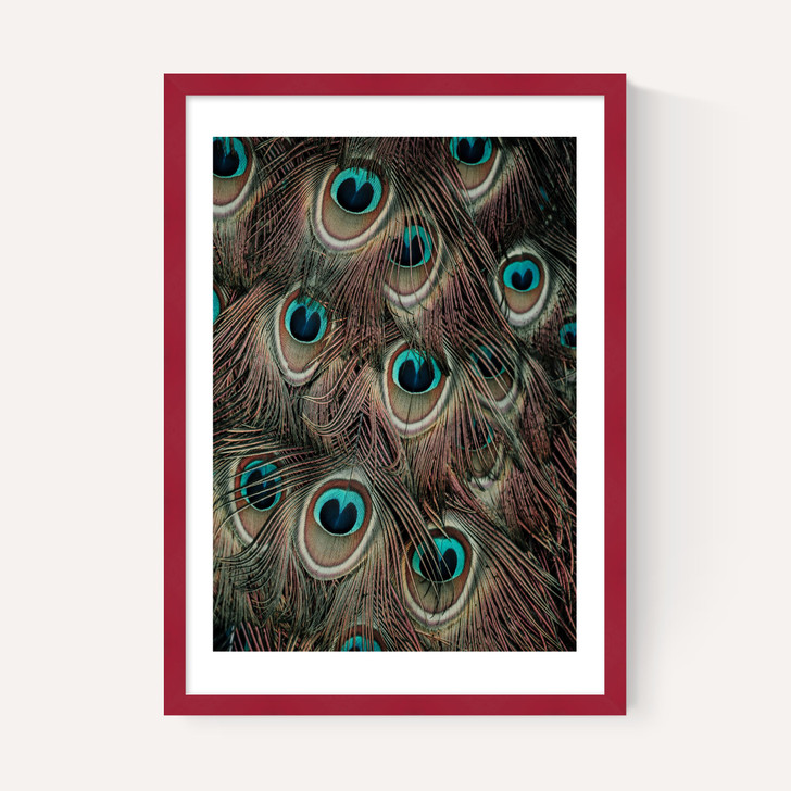 Peacock Feathers