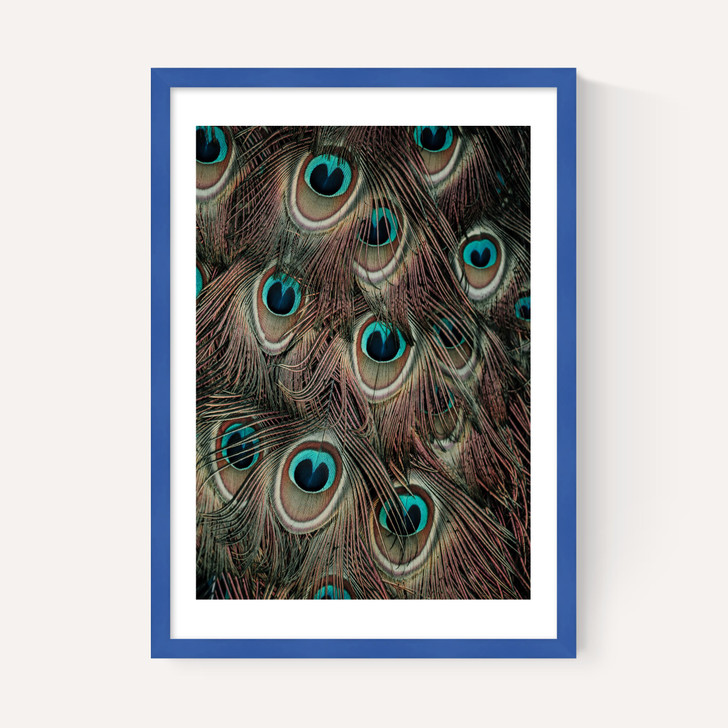 Peacock Feathers