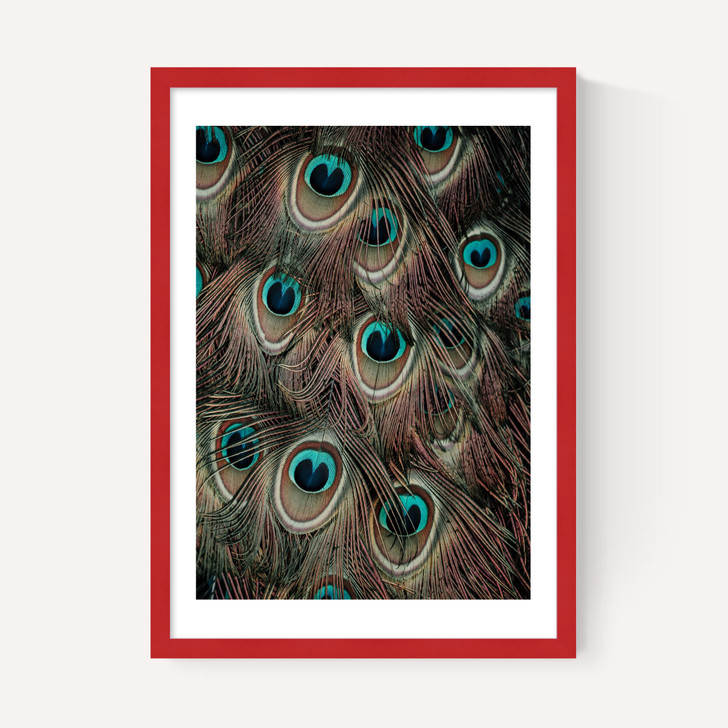 Peacock Feathers