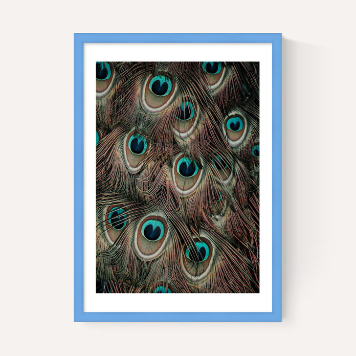 Peacock Feathers