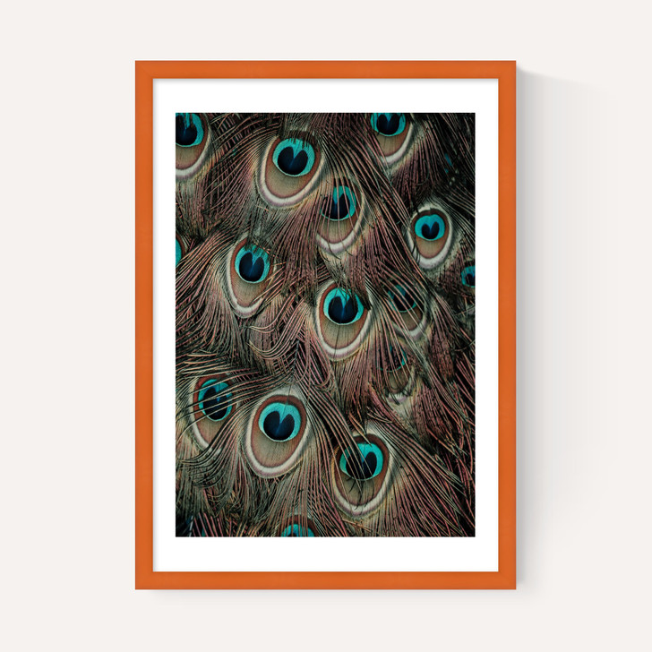 Peacock Feathers