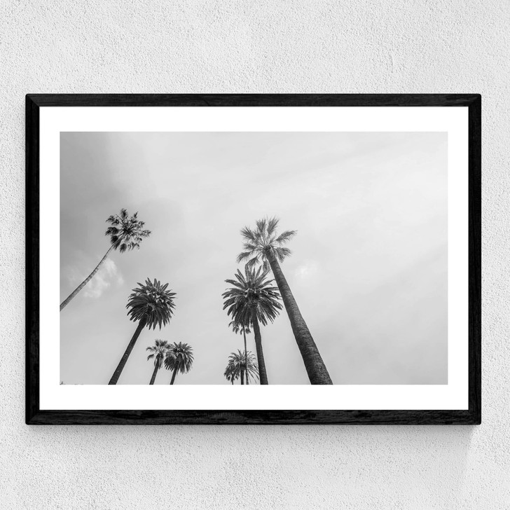 8 Palms