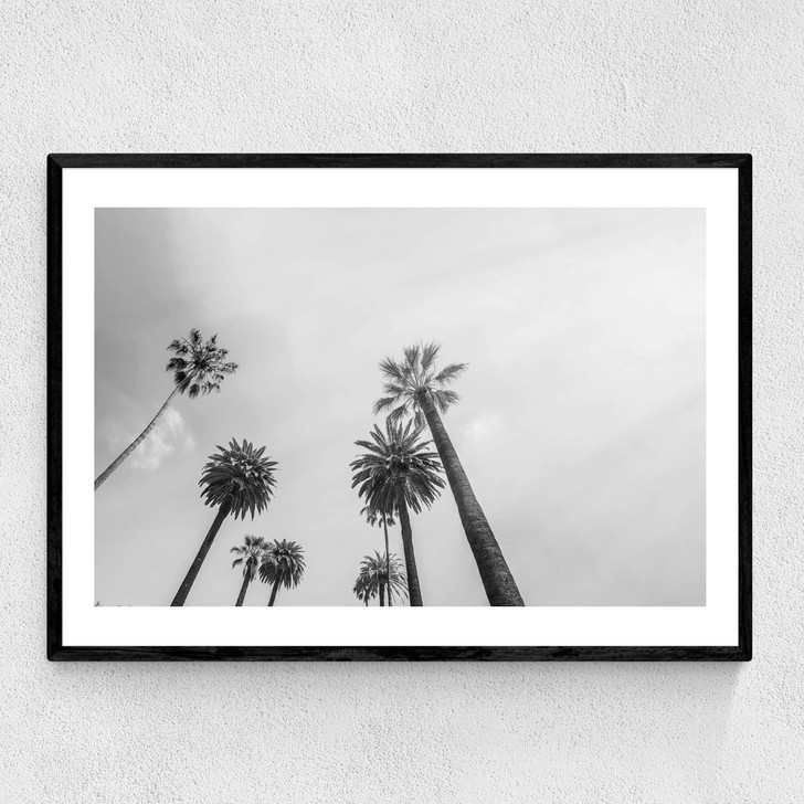 8 Palms