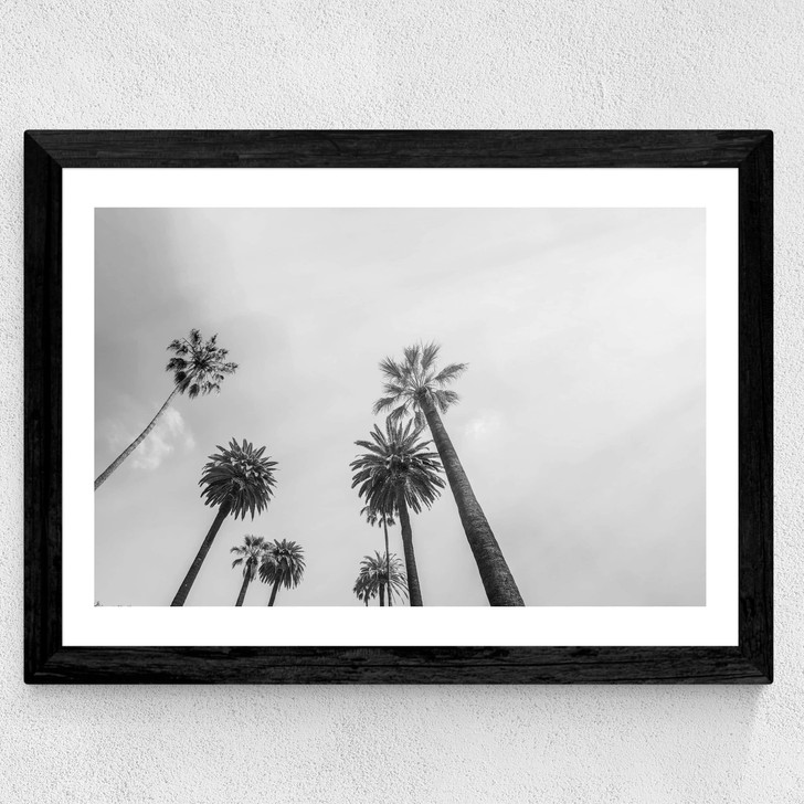8 Palms