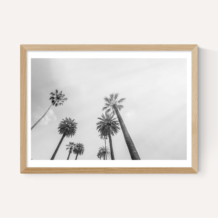 8 Palms